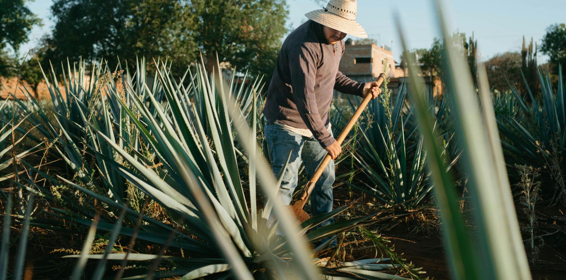 Hispanic male farmer tending agave plants in a sunny Mexican field.